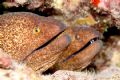 A Pair of Yellow Margin Morays.
Taken with Canon 20D w/60MM macro lens.
Oahu, HI. 