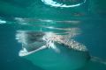 canon 20d 10/22mm
whale shark in free swimming 