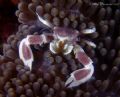 Porcellan crab @Richilieu Rock. Taken with a E900+macro lenses whilest a dive safari in Thailand.
 