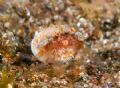 The tiniest hermit crab found posing for the camera :) 