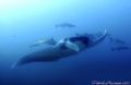 What an majestic animal...
Taken with Fuji E900 with fisheye at Koh Bon/Similan Islands 