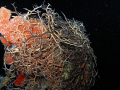 Basking star at night, River tug Wreck, St Kitts 