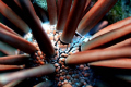 red pencil urchin close-up 