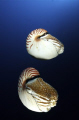 Nautilus Pompilus.....20mm lens twin strobes. 