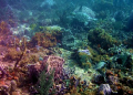 turtle skimming the reef,+  lots of fish but one oddly curious.  Japanese gardens, tobago 