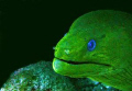 Giant Moray Eel. No strobe. 