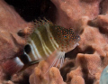 Hawkfish in a sponge taken with an Olympus Evolt E-300 at Boynton Beach Florida 