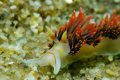 nudibranch taken at lovers cove monterey, ca 