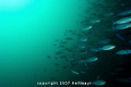 Huge school of fast swimming fusiliers on a stormy morning at North Point, Koh Tachai. Canon EOS 350d 