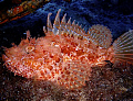 Red Scorpion fish(Scorpaena scrofa).Calvi Corsica  