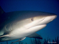 This image was taken while diving in Nassau in August 2007. The dive was a dive with many sharks in their natural habitat. 