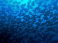 School of mobulas. Sea of Cortéz. 