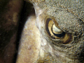 Southern Stingray 