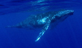 Humpback Calf  