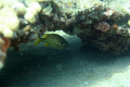 French Grunt under ledge at Lauderdale by the Sea 