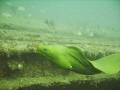 Green Moray Eel named "Baby" on the wreck of the Sea Emperor off of Fort Lauderdale 