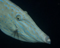 Scraweld Filefish - This was taken at night along a wall off of Tobago in stiff current.  The other divers were focused on the walls looking for suitable macro fare while I adjusted my strobes and drifted.  D200 with 105mm macro. 