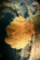 Gorgonian sea fan inside Unkai Maru 