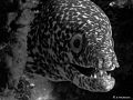 This photo was under exposed and I decided to run it thru CS2, its not as good as I wanted it but someone else can give me some suggestions, this Spotted Moray was trying to hide at Mikes Reef in Nassau. 