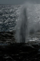 Blow hole ,coast of Kauai. 