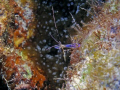 cleaner shrimp with a blue anenome below....
Olympus SP350 with Ikelite Dual Strobes 