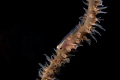 WHip coral goby in Fiji 