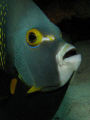 French Angelfish, Something Special, Bonaire 2008 