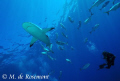 Alex and a grey reef shark cruising at Murimuri. D50/12-24mm one strobe (borabora) 