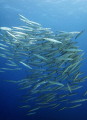 Heller's Barracuda, Kona Hawaii in 20' of water. Shot with a Canon 30D, 28/1.8 and filter in ambient light. 