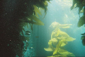 Sunlight though Kelp Forest in Catalina 