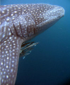 Whaleshark portait, Ningaloo Reef 