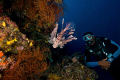 Follow the Mo,Moses works as a Dive Guide on Fiji Aggressor
and does a great job of finding marine life. Lion Fish are common on Fiji dive sites 