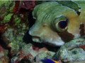 Porcupine fish with the cutest eyes 