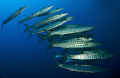 My first photo in the Red Sea with the G9 Blackfin Barracuda (sphyraena) qenie 