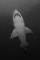 Sand Tiger Shark sited off North Carolina coast. 