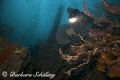 Corals on the Bianca C off Grenada. Unfortunately the viz was a bit greenish!
 