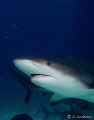 This photo was taken while enjoying a shark feeding dive off Nassau w/ Stuart Coves.. I used my DC500 w/dual strobes and wide angle lens.  