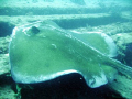 Southern Atlantic Stingray on the Sea Emperor 