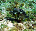 Trunkfish seen August 2008 in Grand Cayman.  Photo taken with a Canon SD550. 