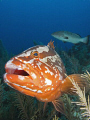 Curious Grouper- Nassau Grouper (Epinephelus striatus)
Belize 08 