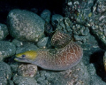 This is an Undulated Moray Eel prowling the reef at night on the Kona Coast, Island of Hawaii (Big Island).   Equipment and filmed used for this dive:  Nikonos III w/28MM  Dual Strobes  & Kodachrome 64. 