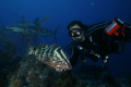 Diver with Nassau Grouper and Caribbean Reef Shark-Canon 5D-17-40mm,two Inon Z 240 