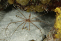 Yellowline Arrow Crab-Canon 5D 100 mm macro 