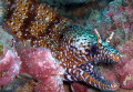 Dragon Eel found on a shore dive out of Koloa Landing, Kauai, HI. This one was found sharing this structure with another Dragon.... Shot with Casio Exilim EXZ1000 EWC80 Housing 