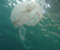 A beautiful Jelly gliding along. Pic taken today while diving Blue Heron Bridge again. Taken with Olympus Stylus 700 with housing - no strobe, no special lenses, no color adjusting - nothing special 