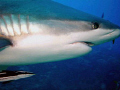 reef grey shark with pilot fish, taken in Roatan, Honduras, with Sea&Sea DX8000 compact digital 