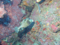 Trunk Fish begging for his picure to be taken 