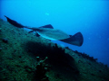 stingray on sea empereur wreck in south florida 