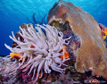 The Giant Anemone found on every other coral head off the beautiful reefs of Cozumel. This one is enjoying the clean and crystal clear water flow of the Caribbean. 