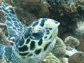 Hawksbill I almost ran into 